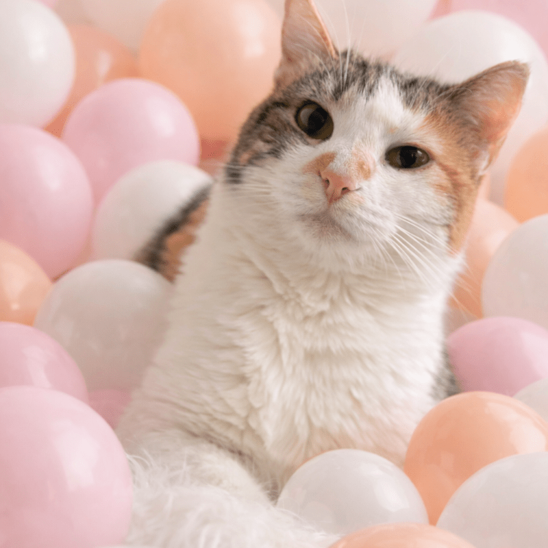 Peanut Butters Special Pawty πΎπ