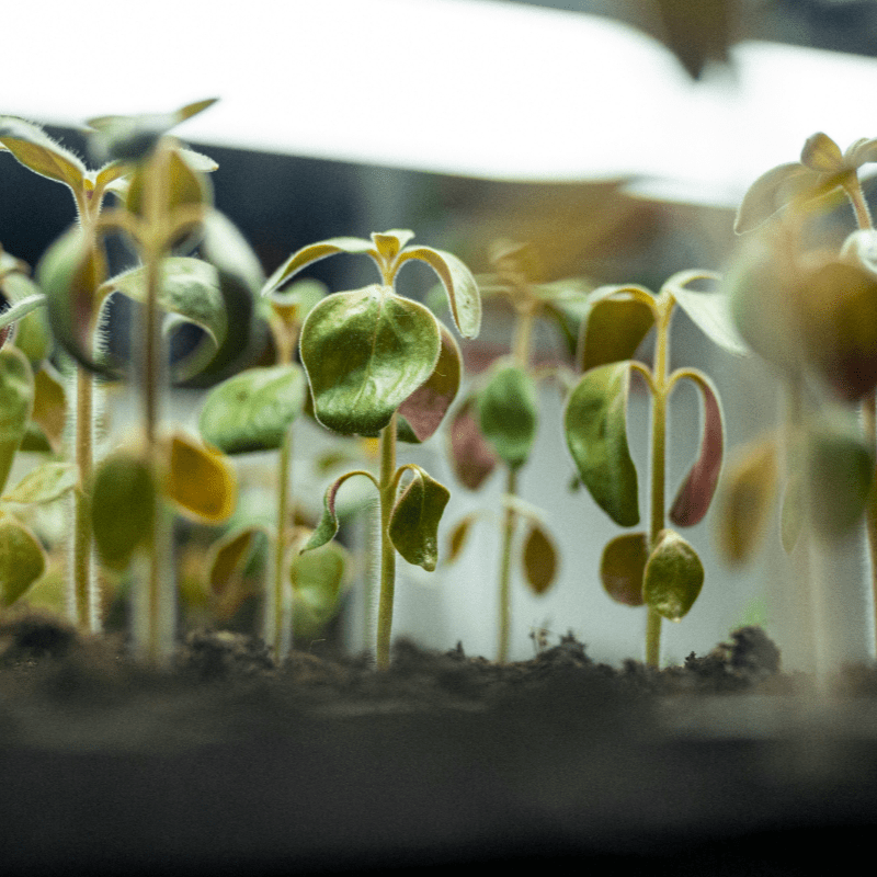 Sprout Starters: Make Your Own Mini-Greenhouses