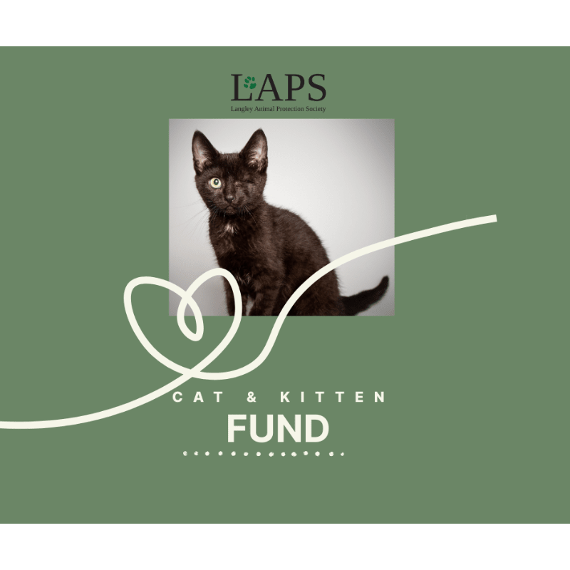 Cat & Kitten Fund