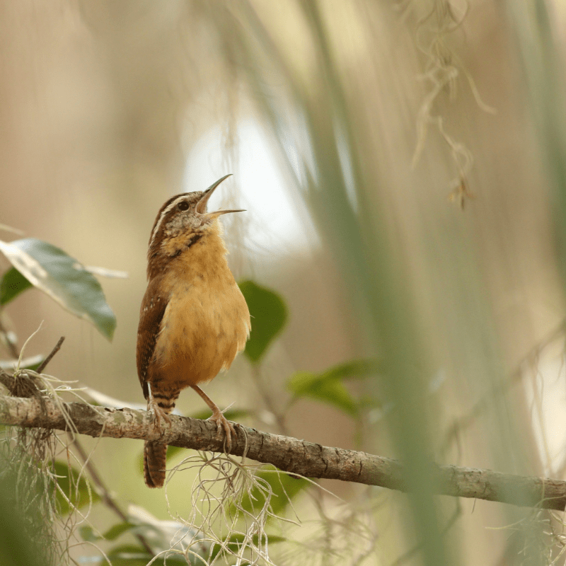Gender Euphoria Cabaret