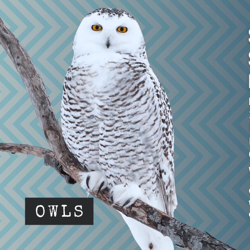 Still Life Saturday with the RSM