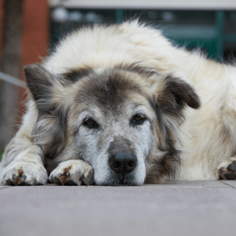 ElderDog Okanagan PAWD 1st of 2 auctions!!