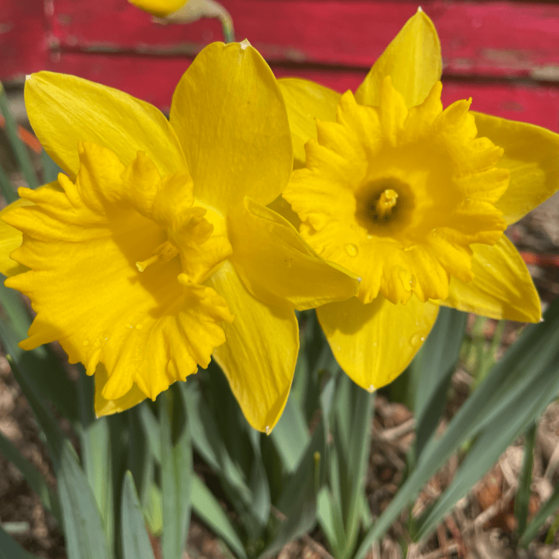 The Great Spring Quest