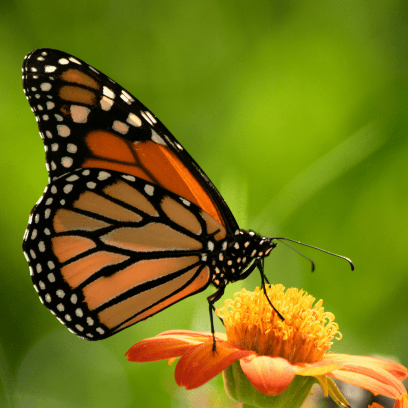 Butterflies and Brews 2026