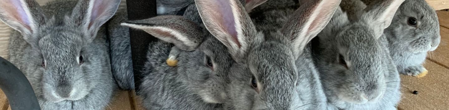 Snuggies Lab Rabbits Rosie’s Snuggle Bunnies Inc