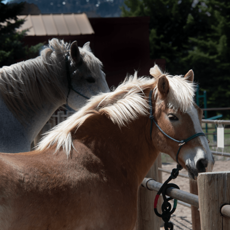 Adopt a Horse