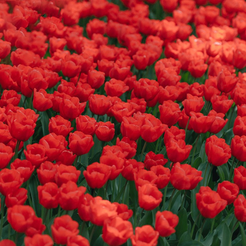 Parkinson's & Red Tulip Movement!