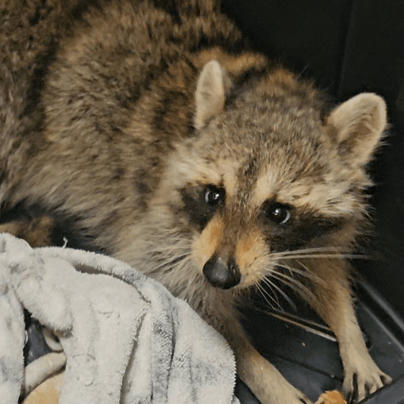 Tamiu Racoon Help Heal Tommi the Raccoon!