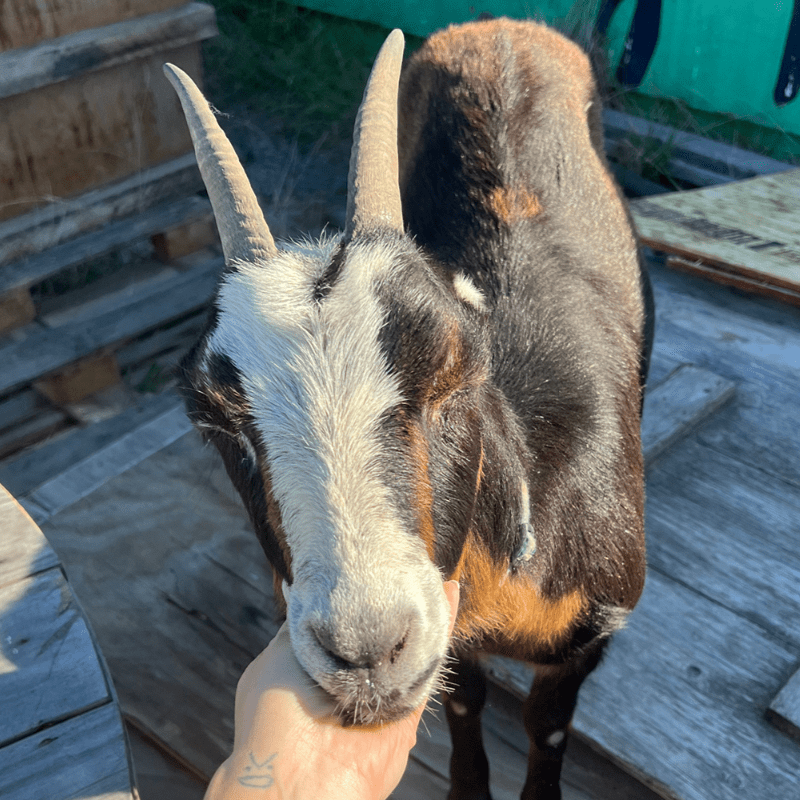 Goat Cuddle Zone - free Saturdays for ages 17 and under with adult guardian! (no unaccompanied adults allowed)