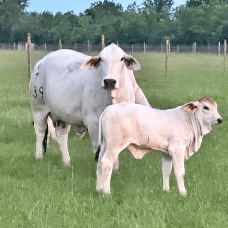 Adopt a Calf or Cow