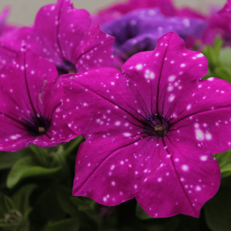 BORC Mothers' Day Plant Sale
