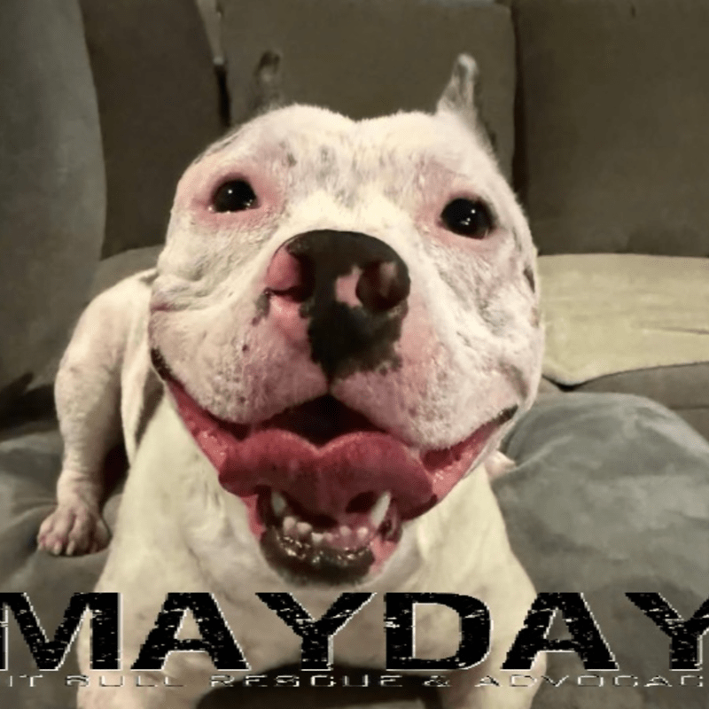 Donate to Help the Pitties