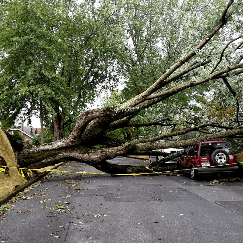 Managing Urban Forests for Disaster Resiliency