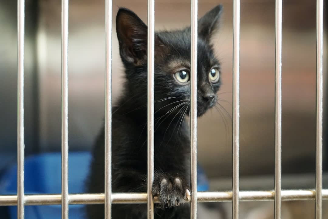 Help Us Save More Animals