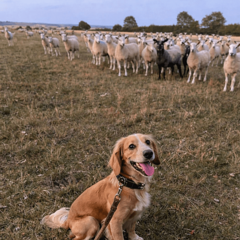 The Dogs of Stoke Goldington Photo Submission