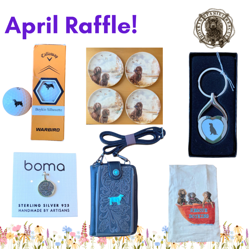 Boykin Spaniel Rescue, Inc.'s April Raffle 2026