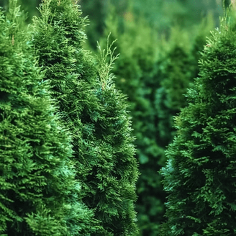 Plant a Cedar: Help Build Our Peaceful Sanctuary