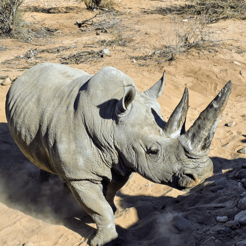 Rhino Run 2026