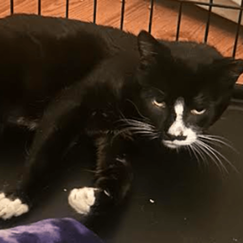 Help Rocky and More