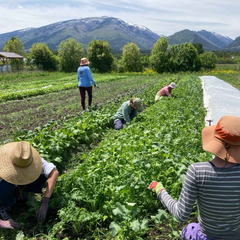 Donate to Cultivating Connections Montana