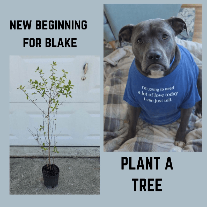 Raffle for Renewal: Plant a Tree, Give a New Beginning for Blake