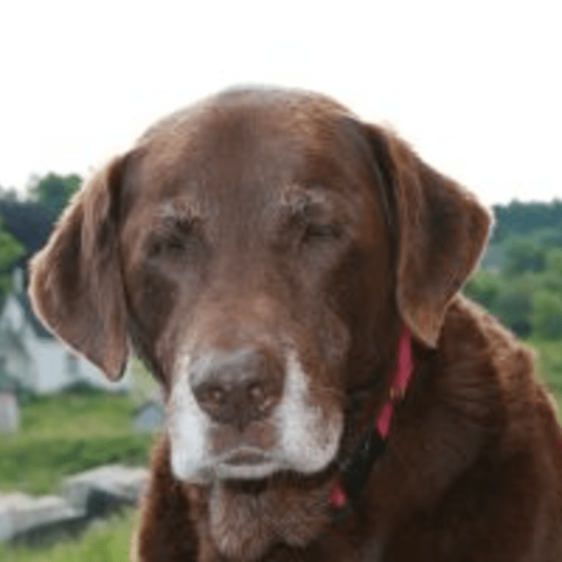 ElderDog Canada - Okanagan PAWD