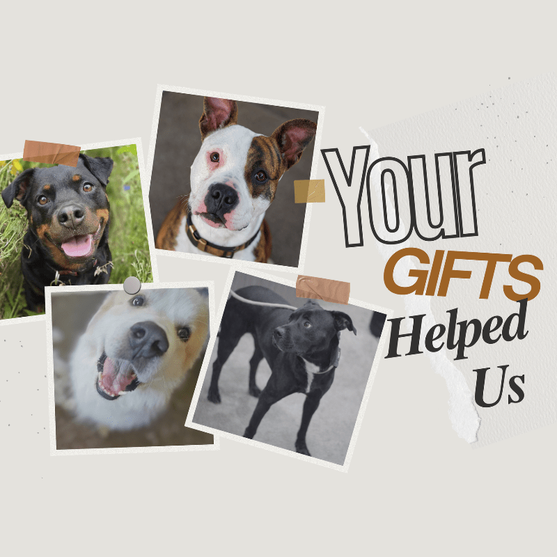 Spay & Neuter Saves Lives
