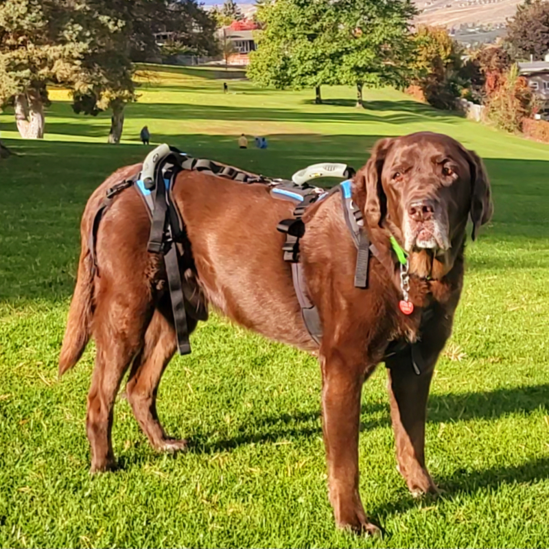 ElderDog Okanagan Auction #2