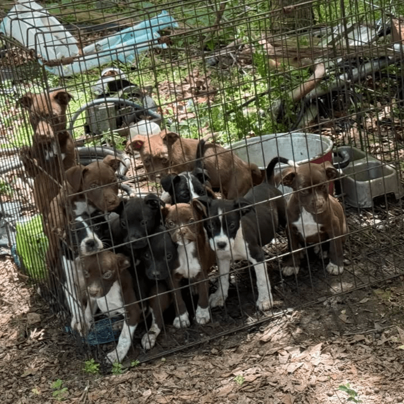 Fix the Problem Before It Starts: Spay & Neuter