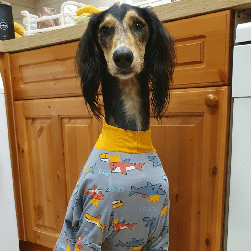 Cheshire Sighthound Rescue's Shop