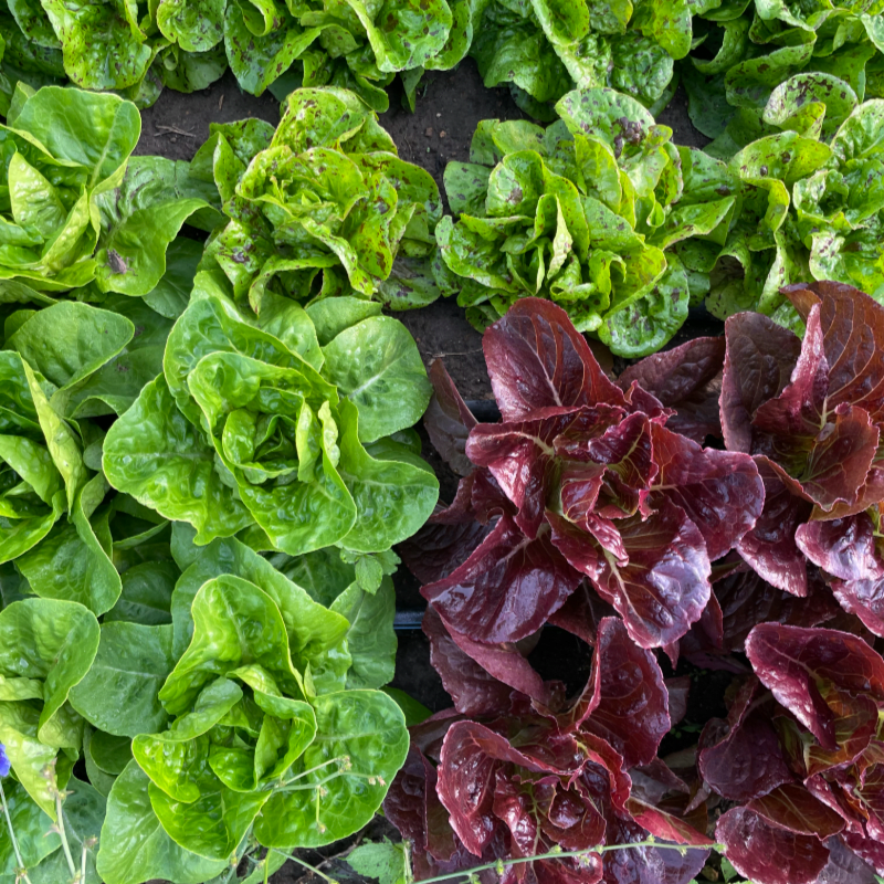 Gathering Ground's Summer CSA 2026