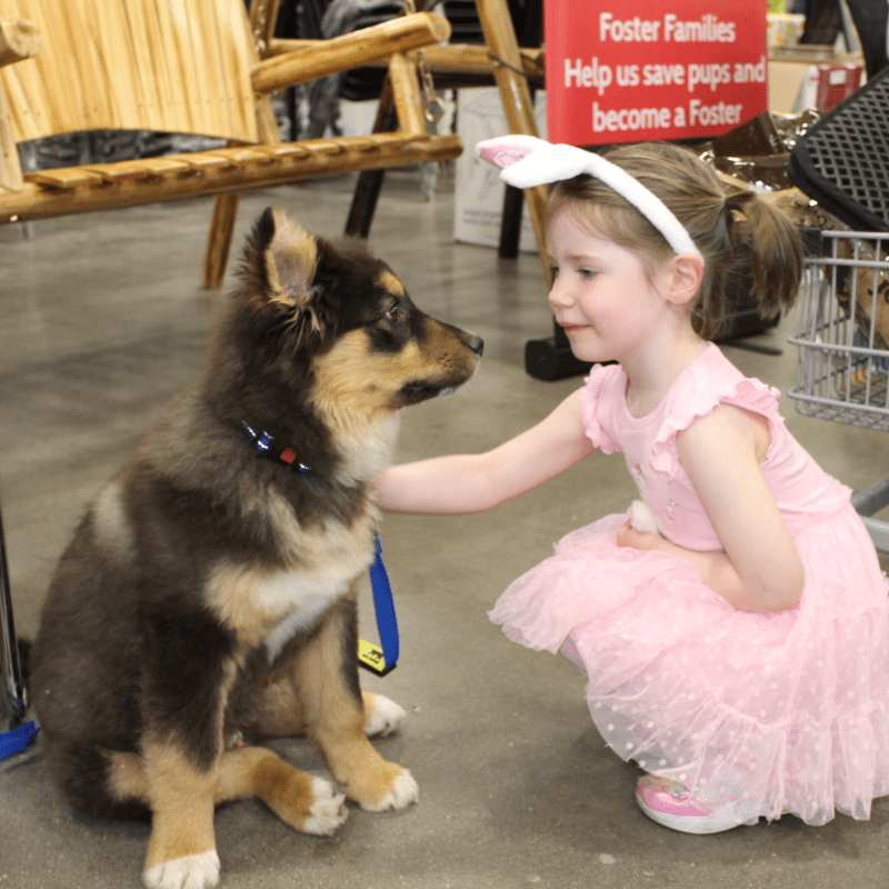 A Donation for the dogs