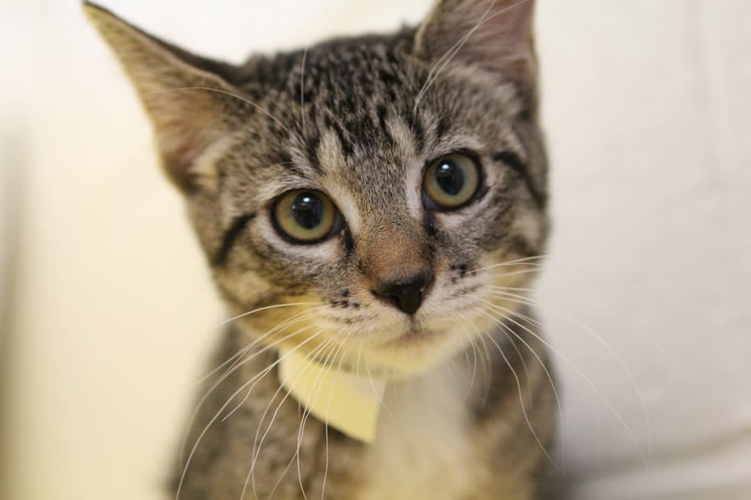 Peninsula Colony Cats -Medical Fund