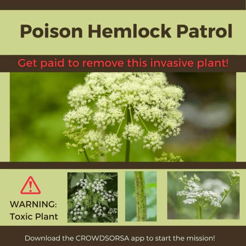 Poison Hemlock Patrol Landowner Registration