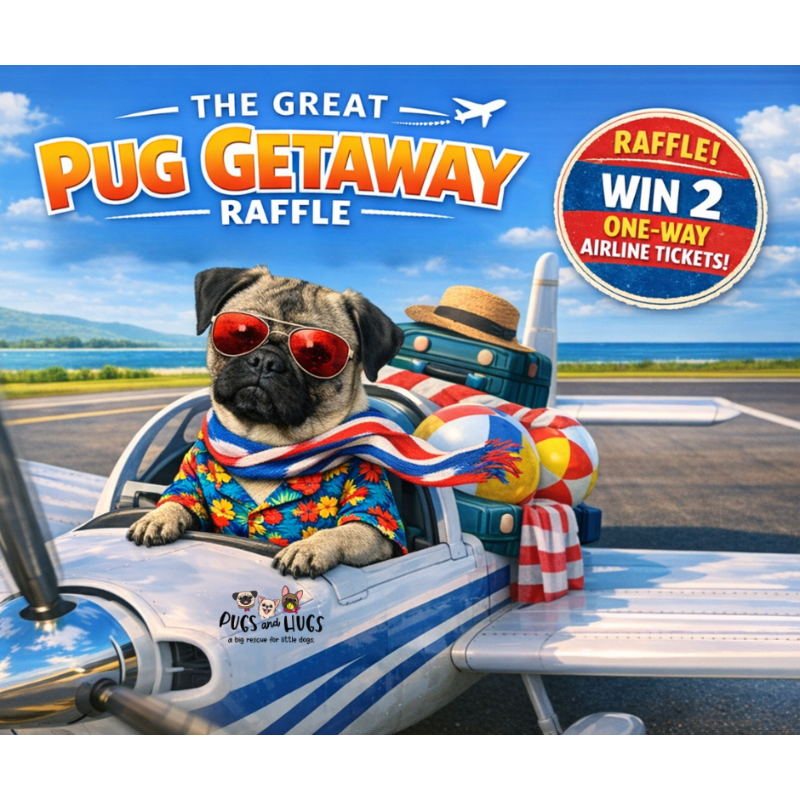 The Great Pug Getaway - Win Two Southwest Airlines Tickets