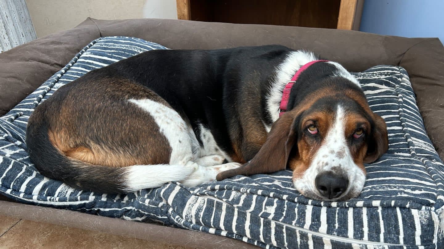 Support Suncoast Basset Rescue
