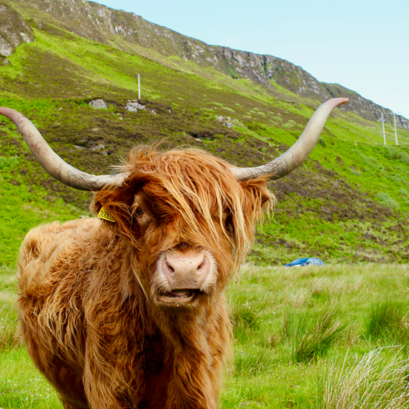 Become a benefactor of our Scottish Festival and Highland Games.