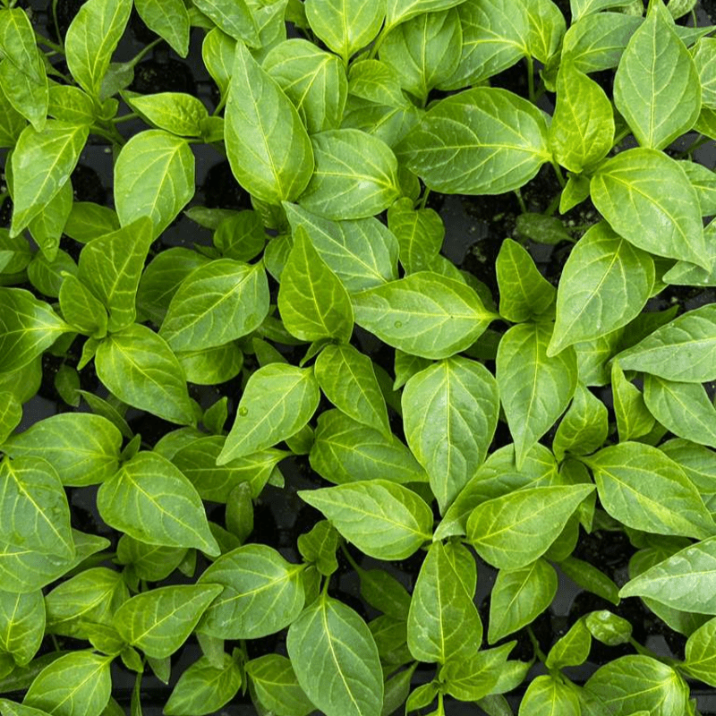 Start Your Garden