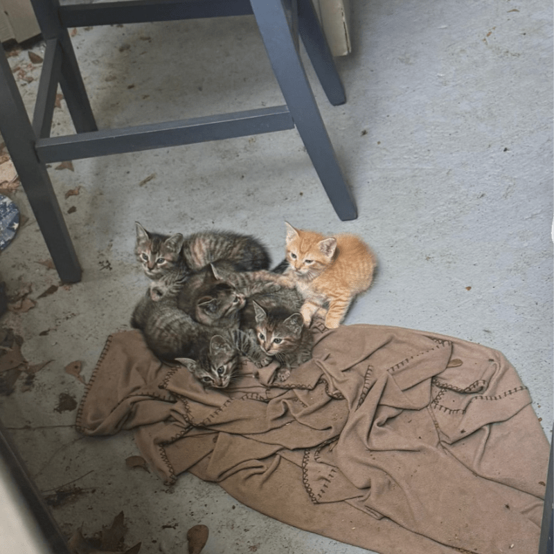 10x10=TNR