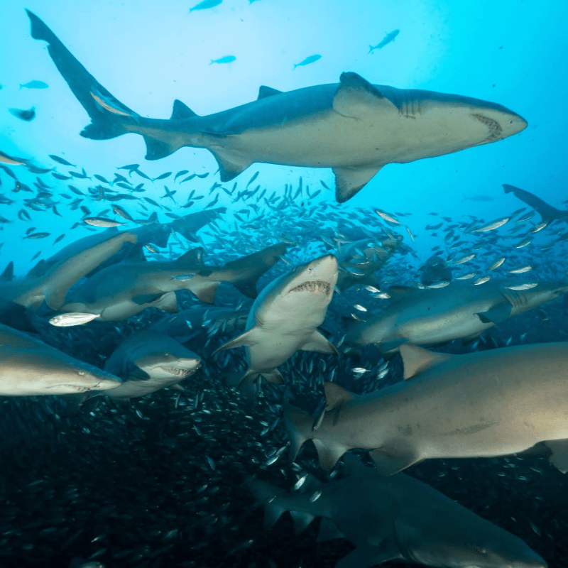NCSC's Fin Club