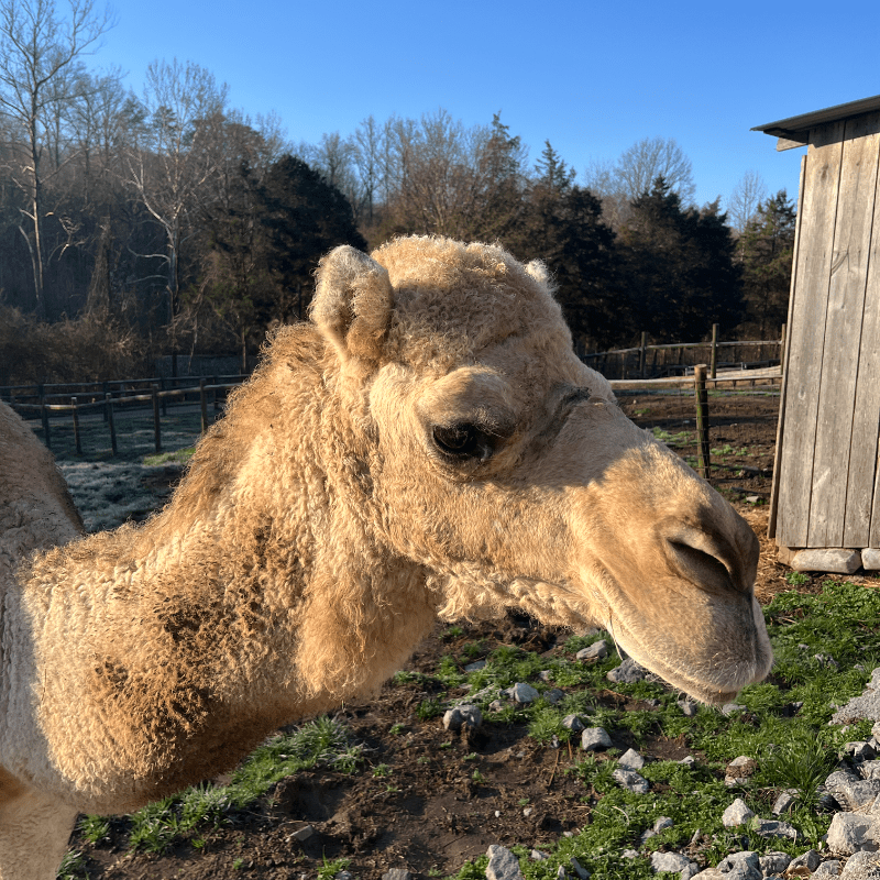Animal Sponsorship- Camel