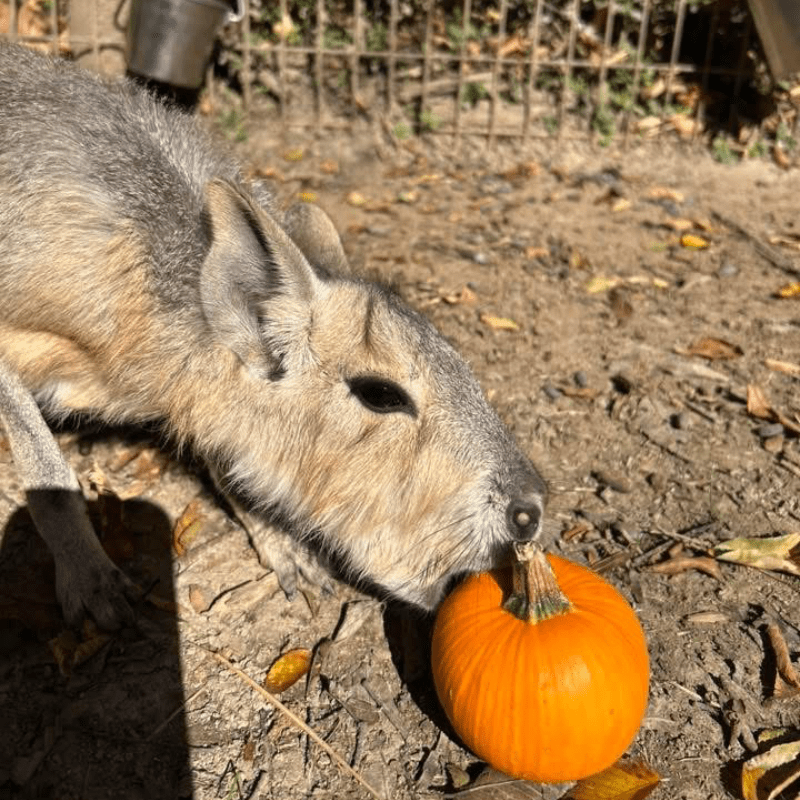 Animal Sponsorship- Patagonian Cavy