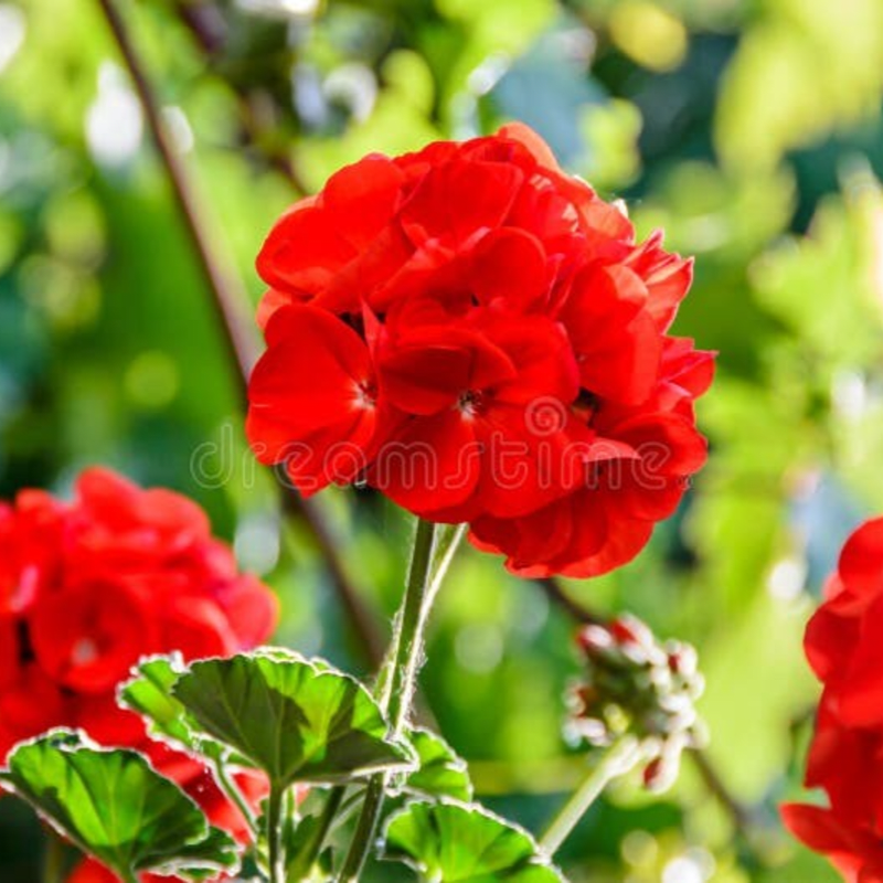 2026 Geranium Sale