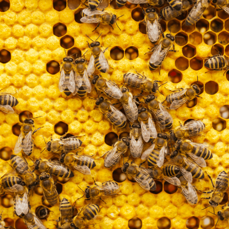 Beginner's Beekeeping Course