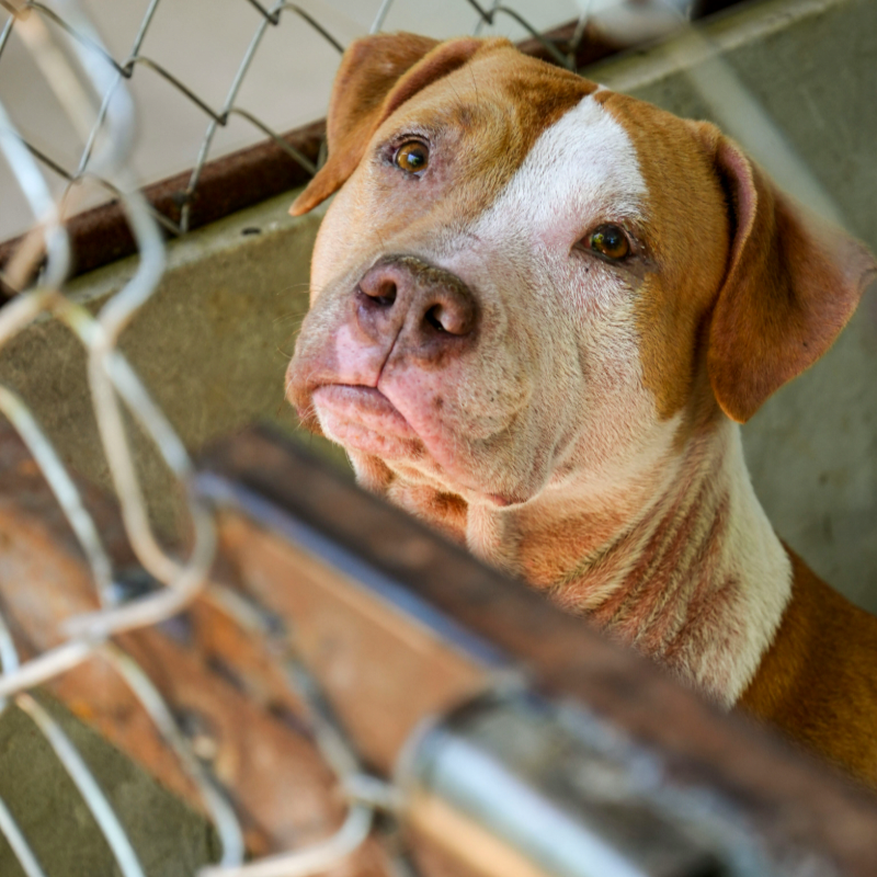 R&R - Rescue and Rehome