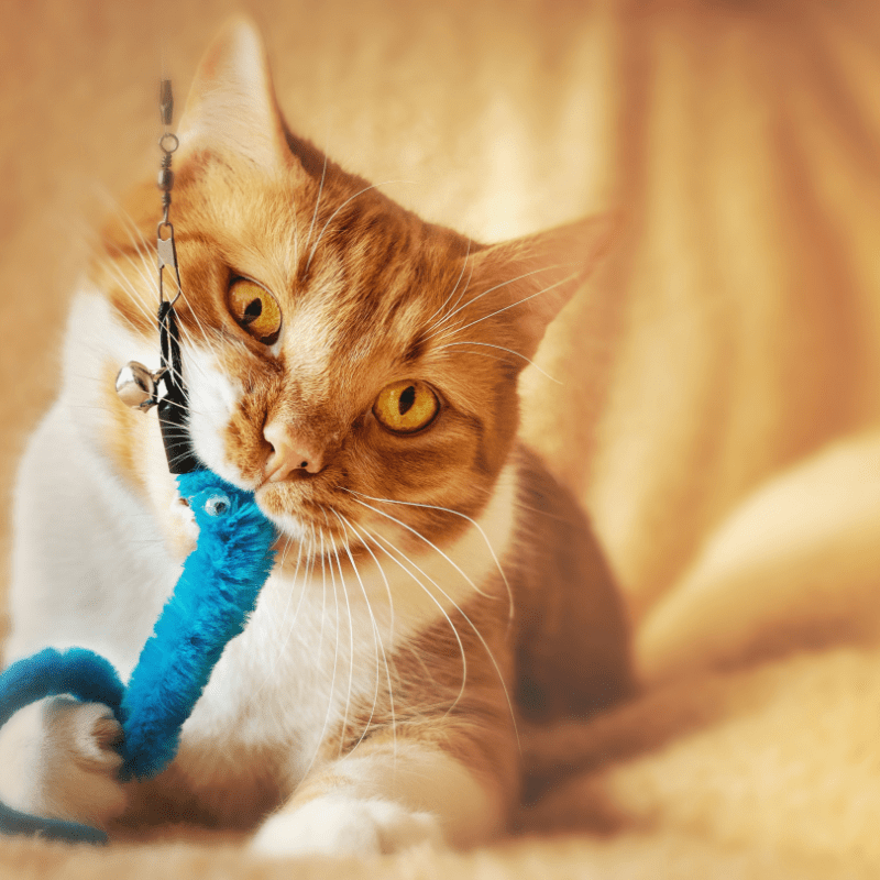DIY Puzzle Feeding and Enrichment Toys Seminar