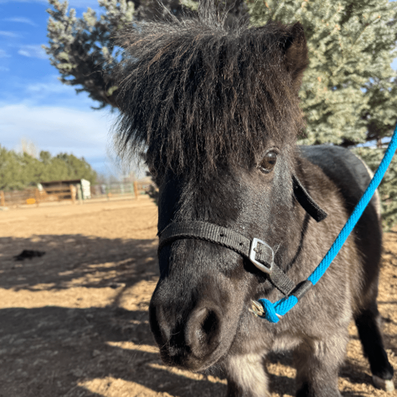 Flynn's Friends at Iron Horse Therapeutic Farm