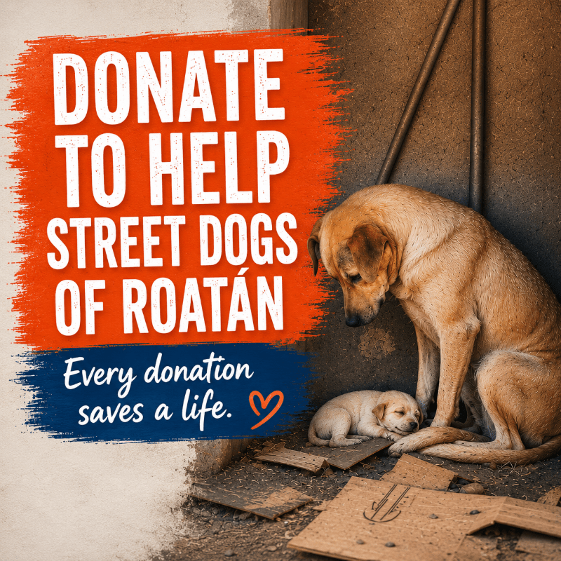Street Dogs of Roatan