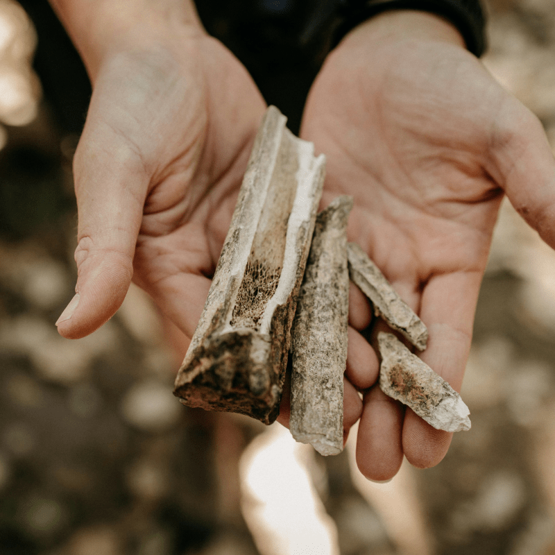 Support Archaeology in Action!