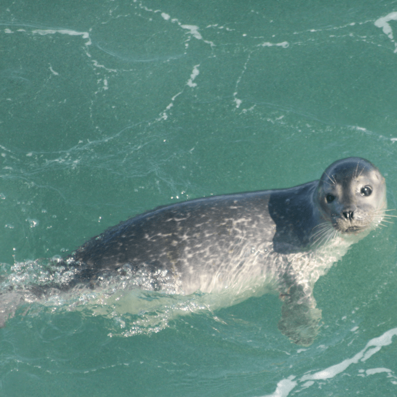 WDC Seal Walk 6/19